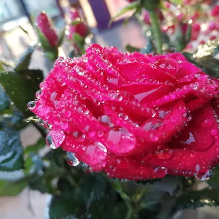 Bed and breakfast Ma Gentilhommiere