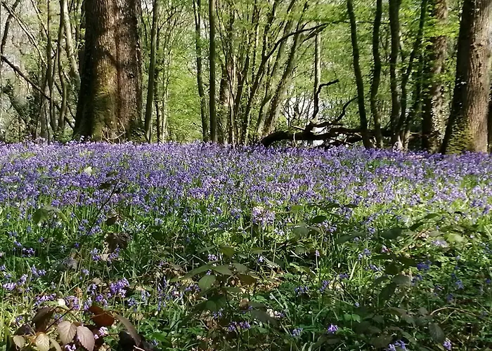 Couette-café Ma Gentilhommière